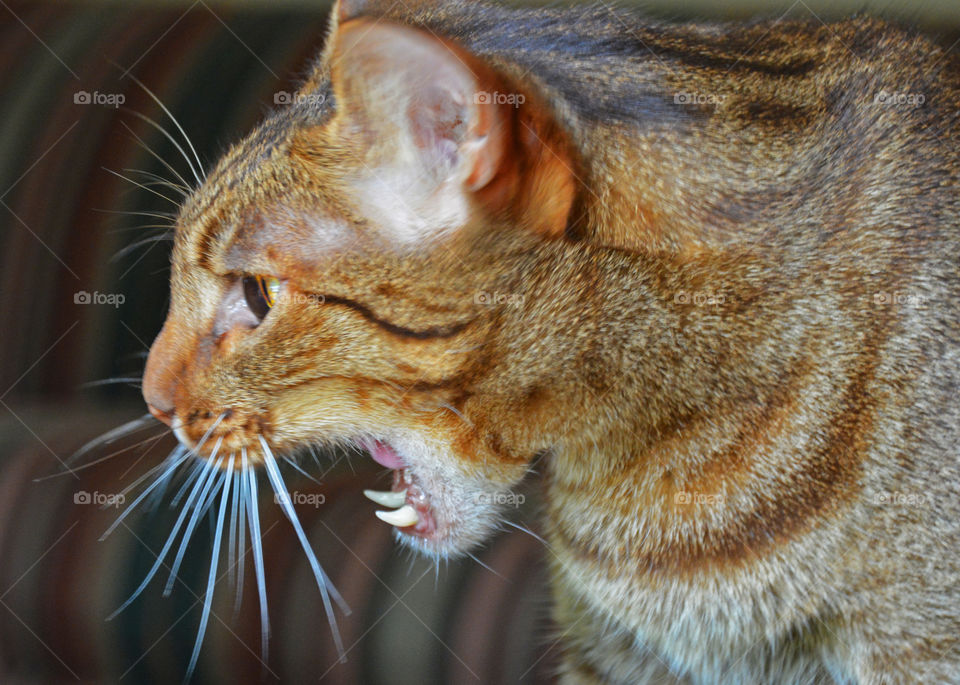 Cat talking with mouth open 