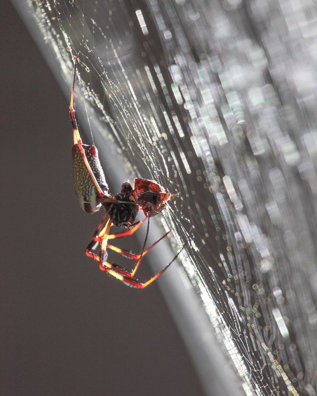 Banana Spider Web