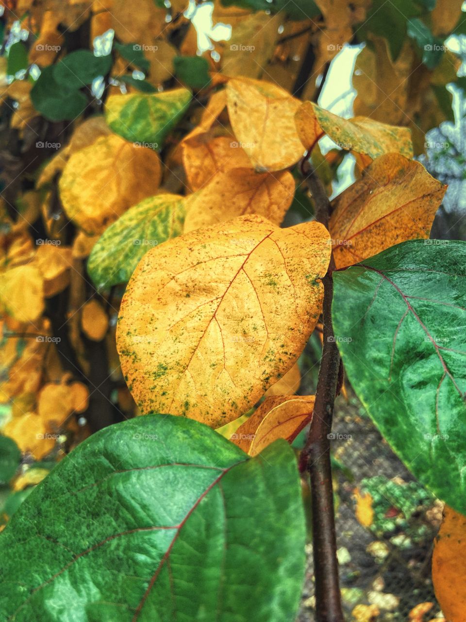 Green and gold leaves