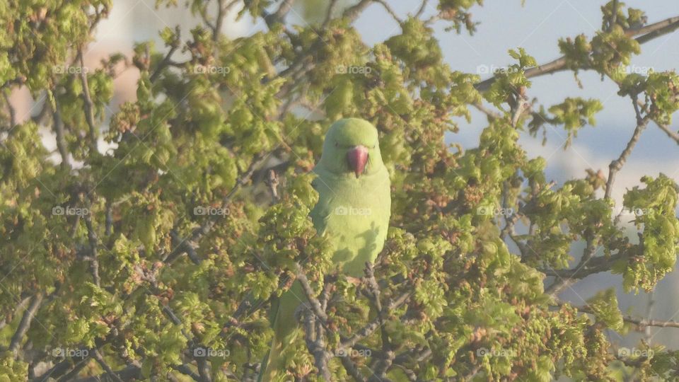 A green Parrot in London 