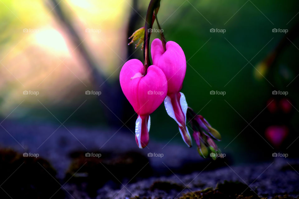 Bleeding heart close up