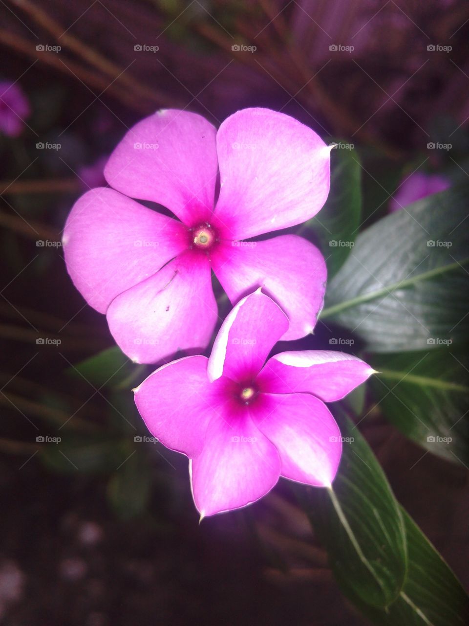 periwincle. seasonal flower 