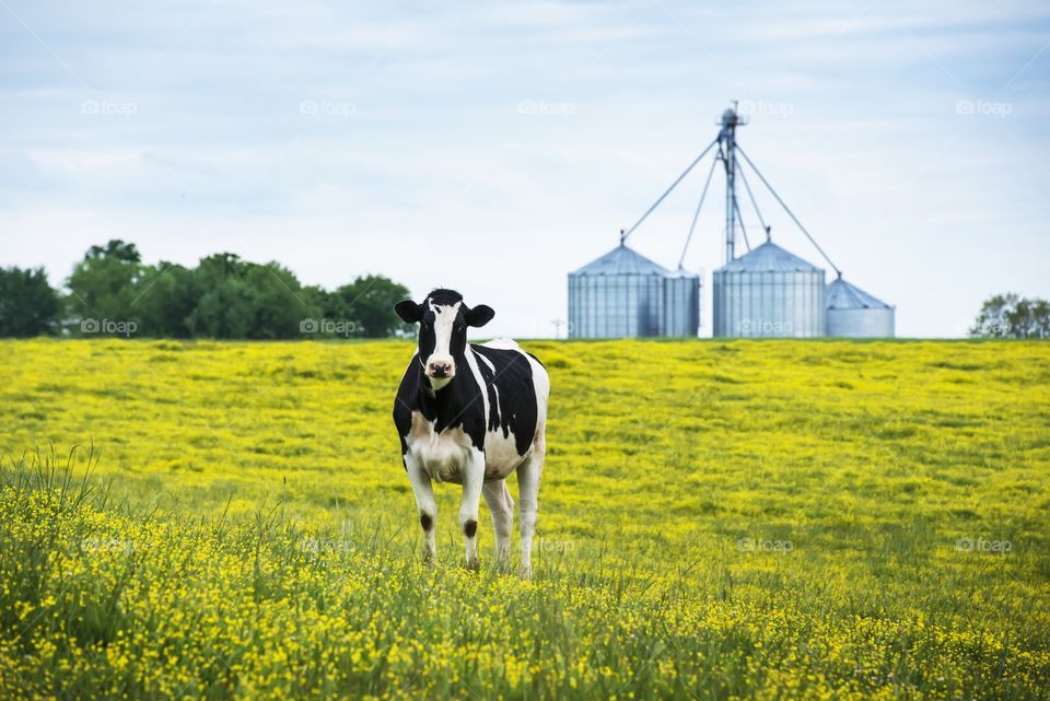 Dairy cow on farm