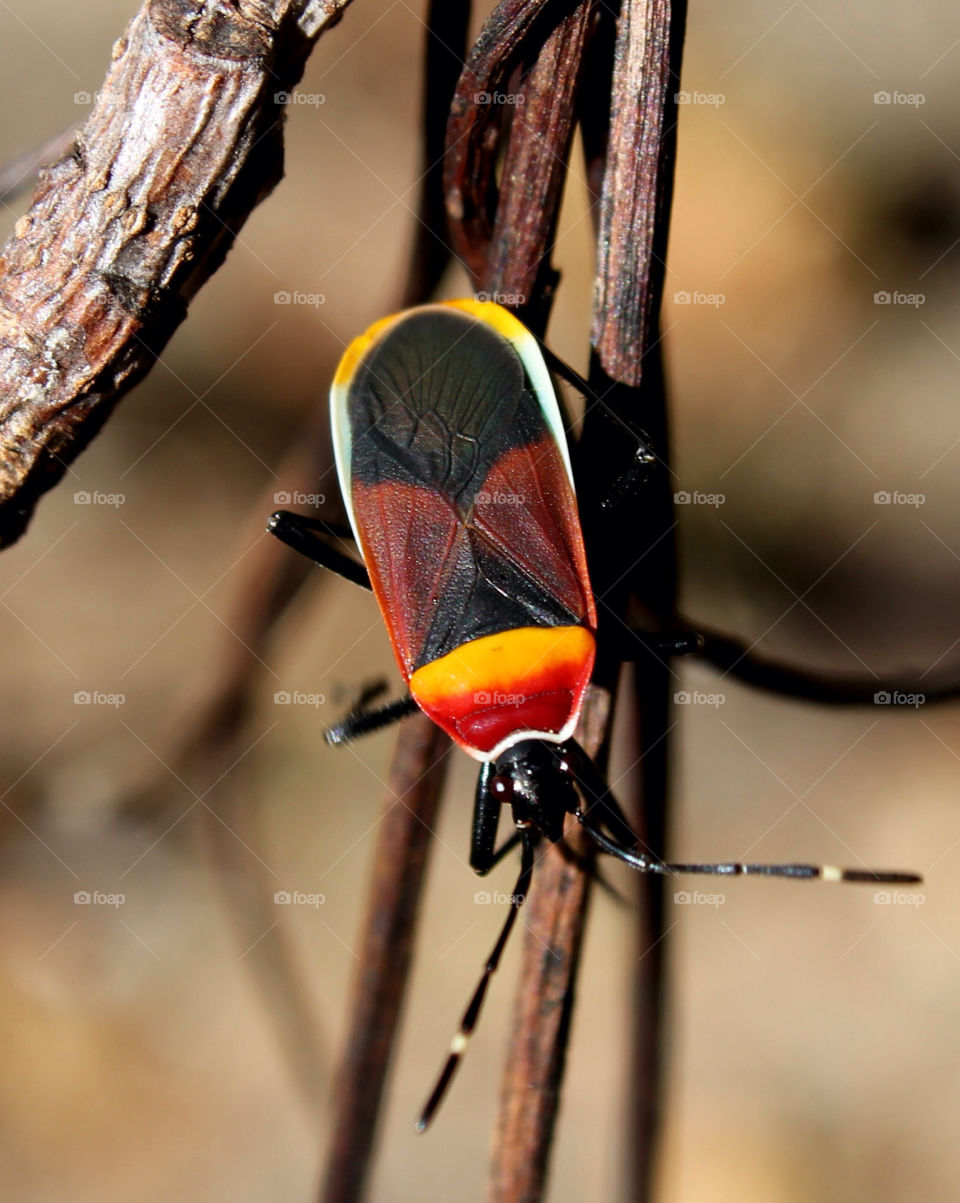 insect bug beatle harlequin by cataana