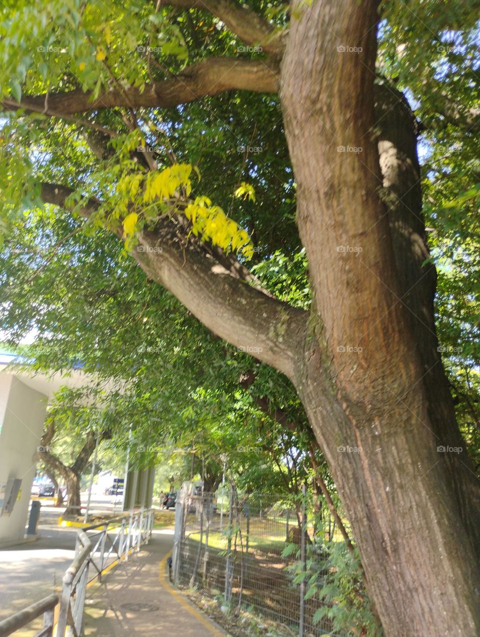 As plantas são fundamentais para a vida na Terra, proporcionando oxigênio, alimentos, fibras, remédios e combustíveis. Além disso, elas também contribuem para o equilíbrio da temperatura do planeta e da água