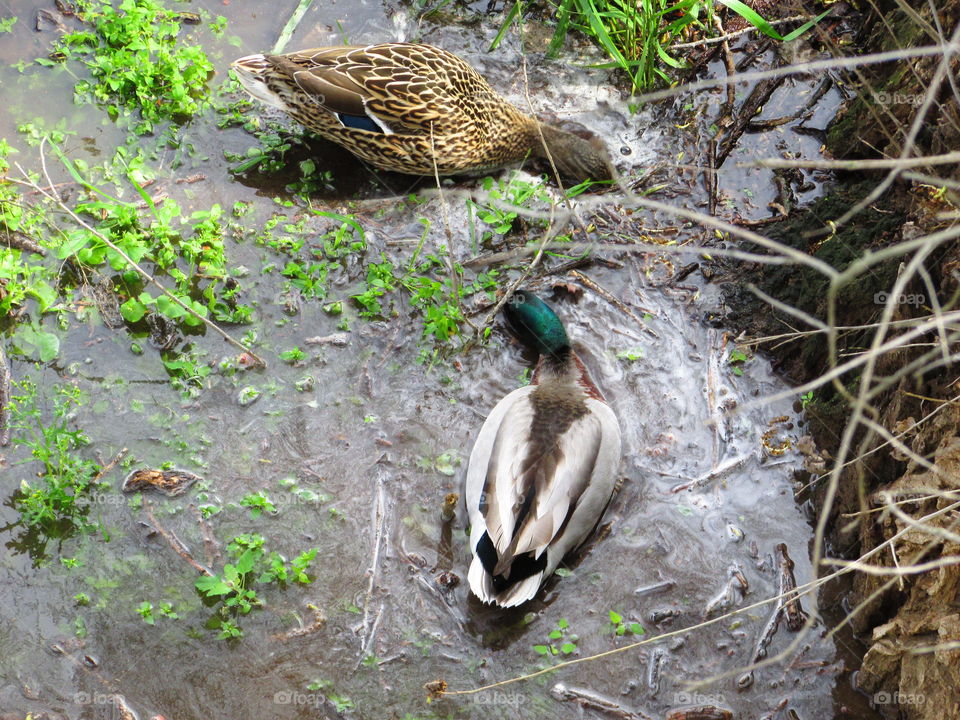 nature, diving for food taken by Mark Sarden in Sacramento California along the American River.