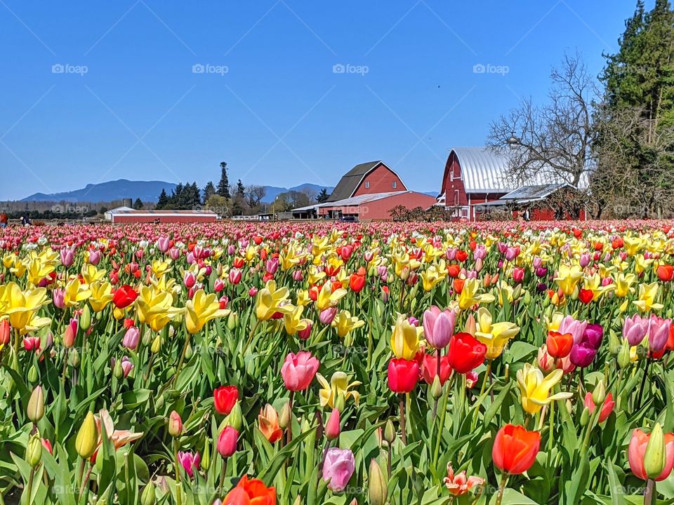Beautiful and colorful tulip fields blooming during springtime near a farm and red barn.
