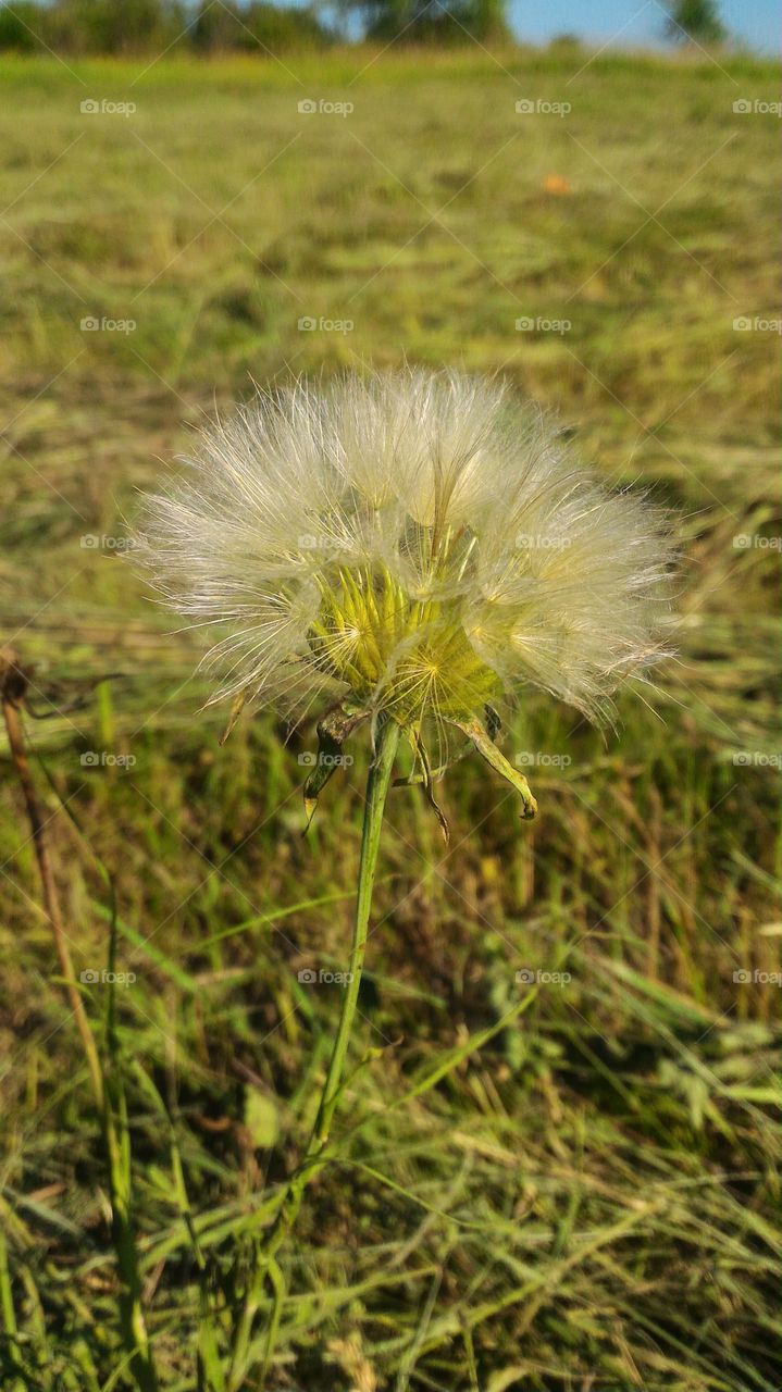 dandelion, flowers