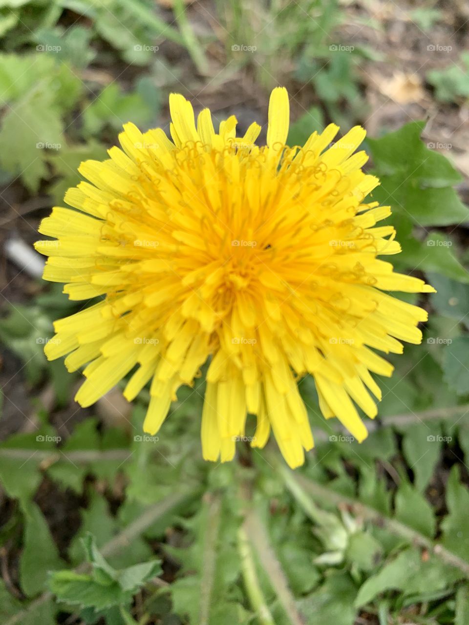 yellow dandelion