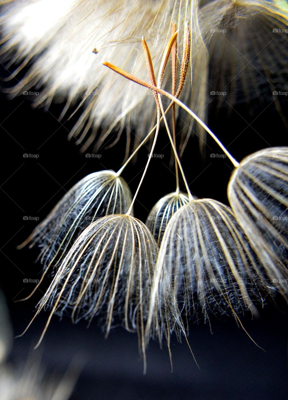 Dancing like Ballerinas Dandelions