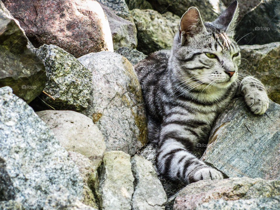 Cat in rocks