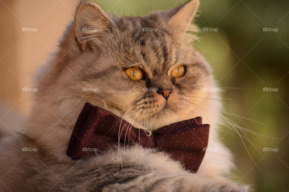 Cute cat with bow tie