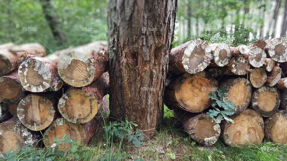 Pine wood logs.