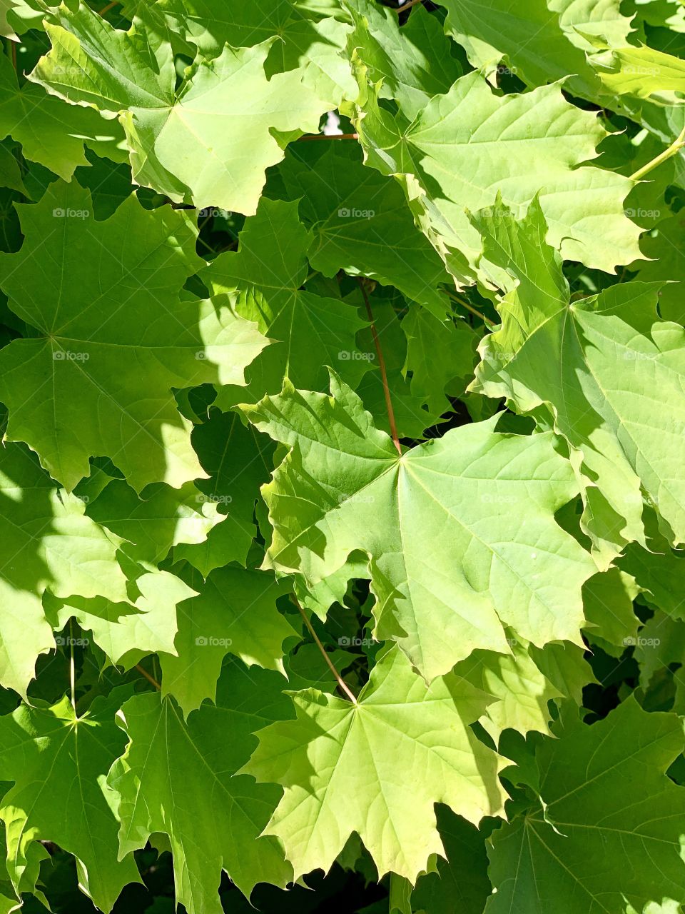 green maple leaves.
