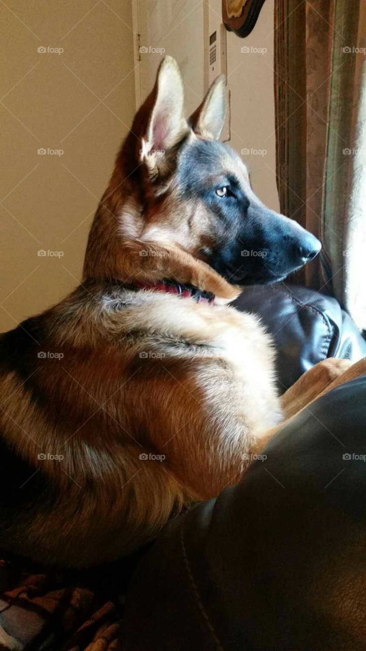dog waiting for family