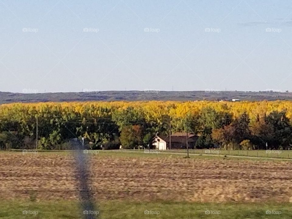Tree, Landscape, Agriculture, Field, Fall