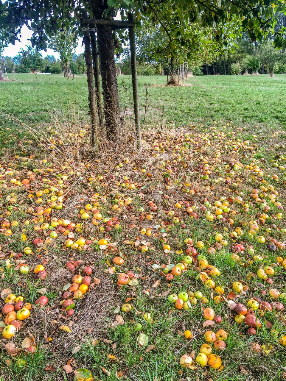 Apples orchard harvest season 