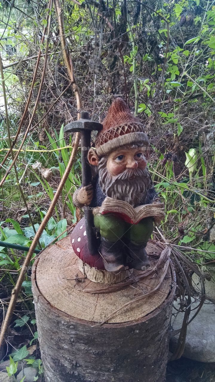 garden gnome reading on a log