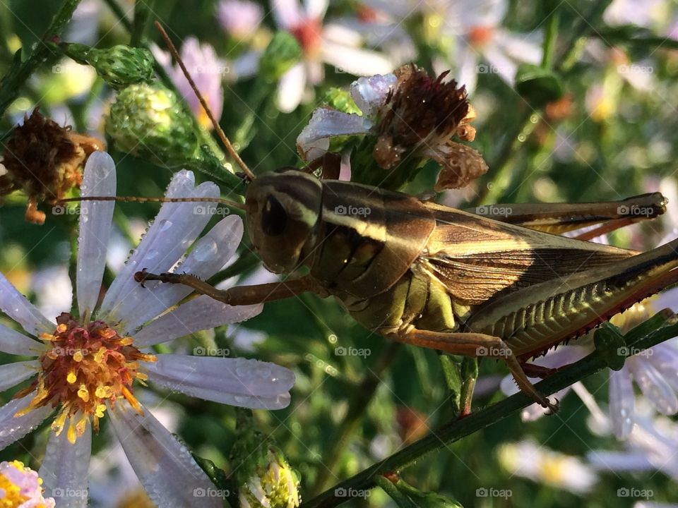 Asters and grasshopper 