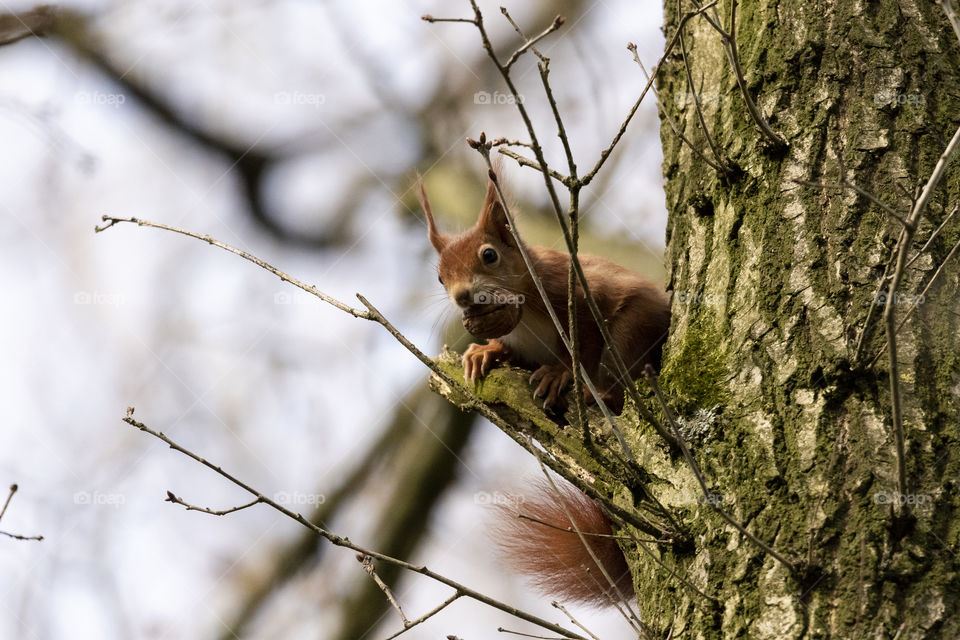 A portrait of a squirrel high up in a tree with a wallnut in its mouth.