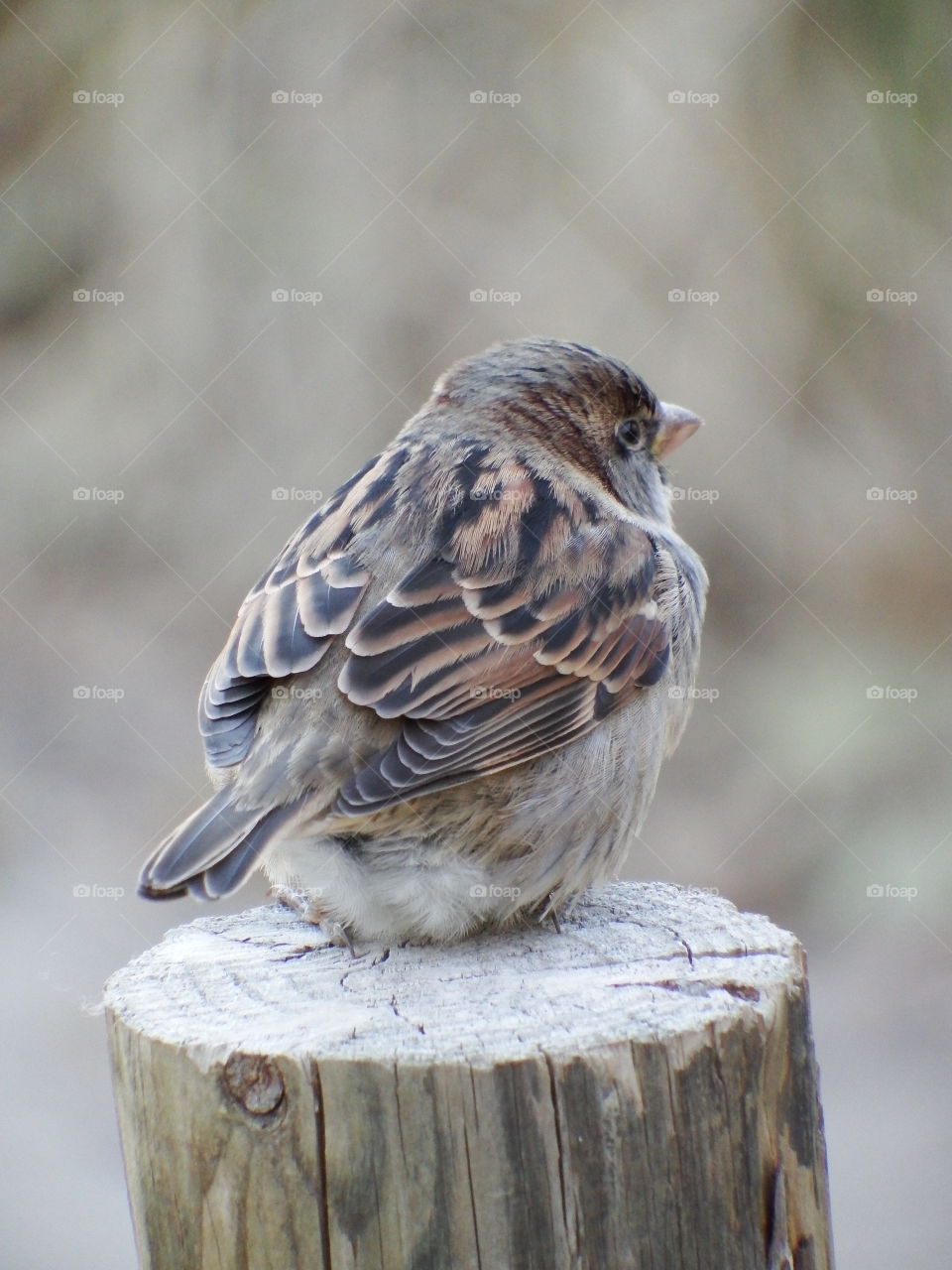 Sparrow on fence post