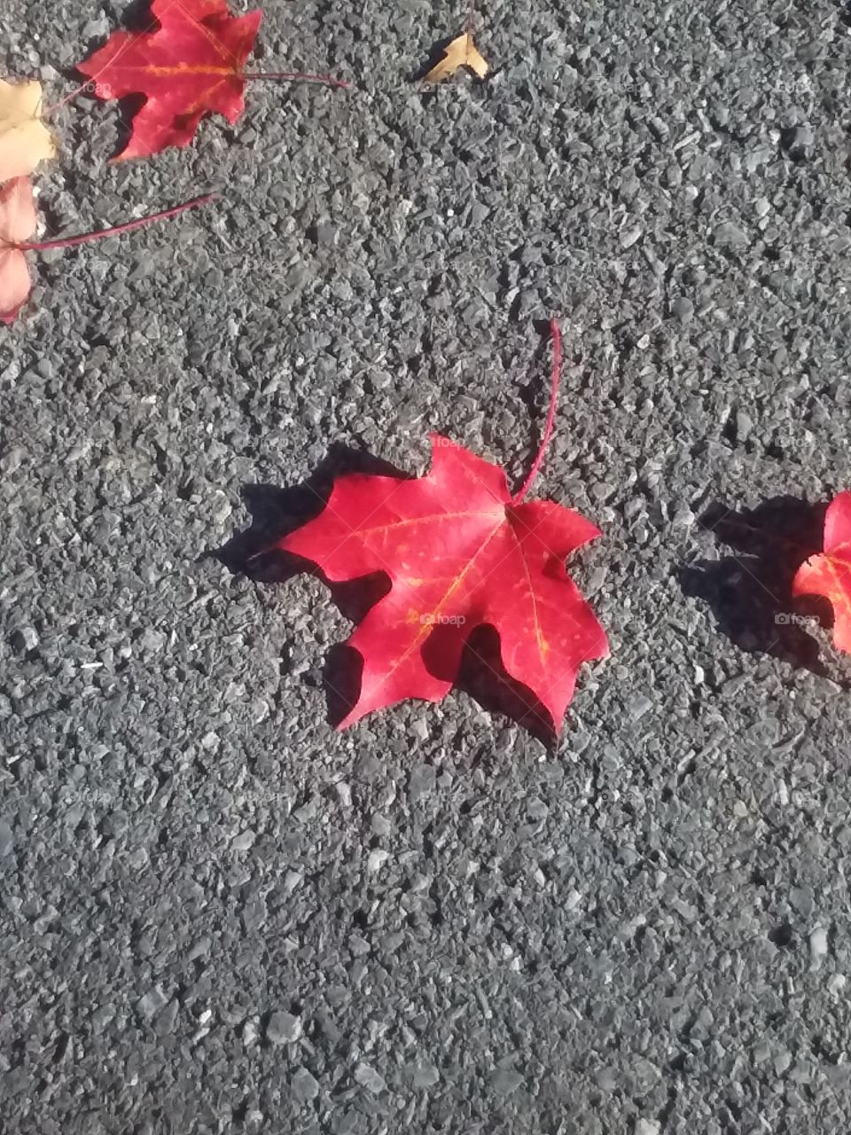Fallen Fall Maple Leaves