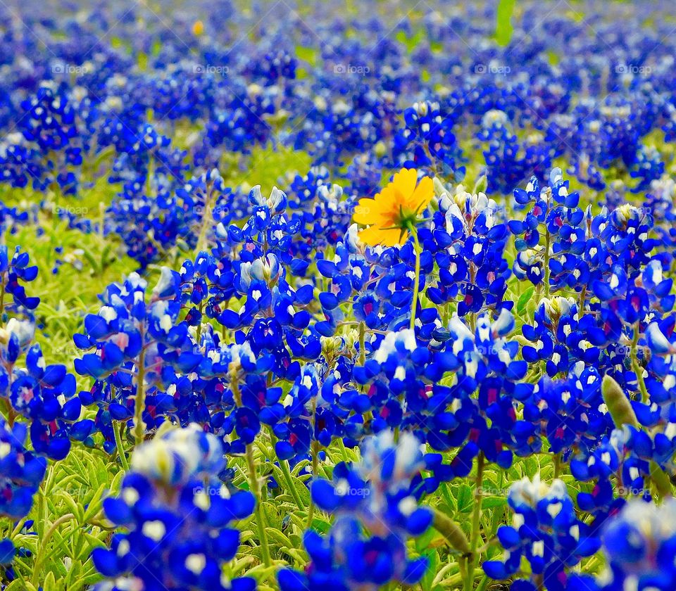 One yellow flower amongst all the Blue Bonnets 
