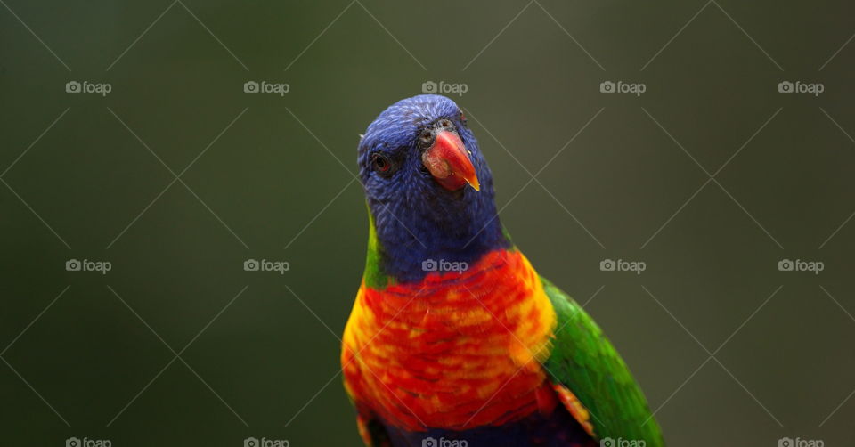 Rainbow Lorikeet 