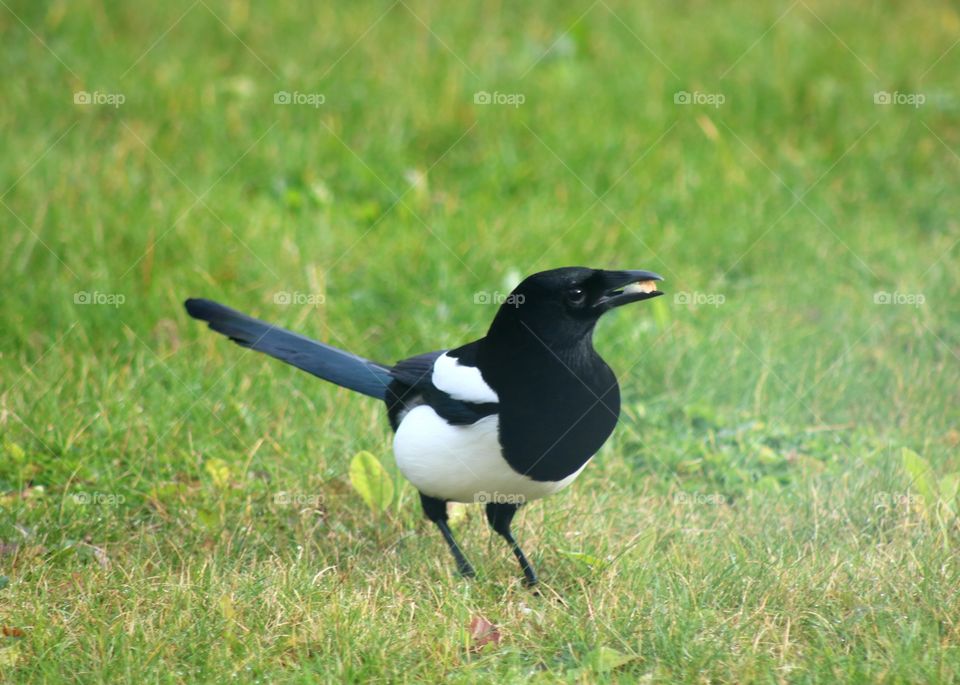 Magpie bird