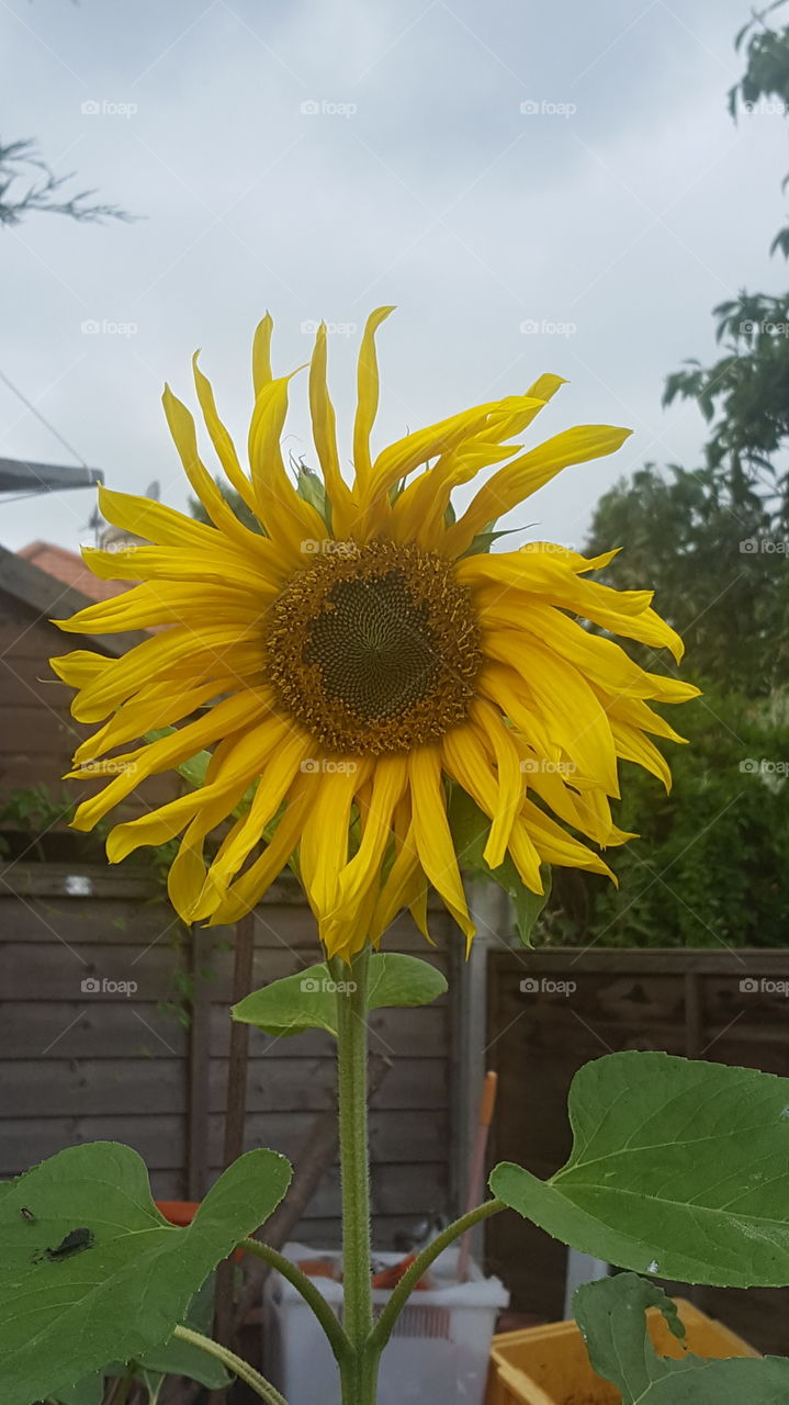 sunflower