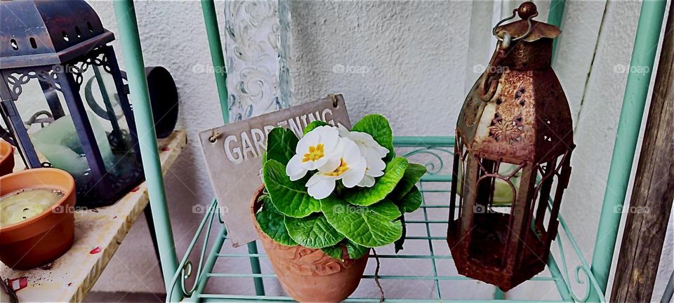 These beautiful flowers are growing in rural “Bavaria”, Germany to herald the Spring season. 2024. Hypnotic Productions