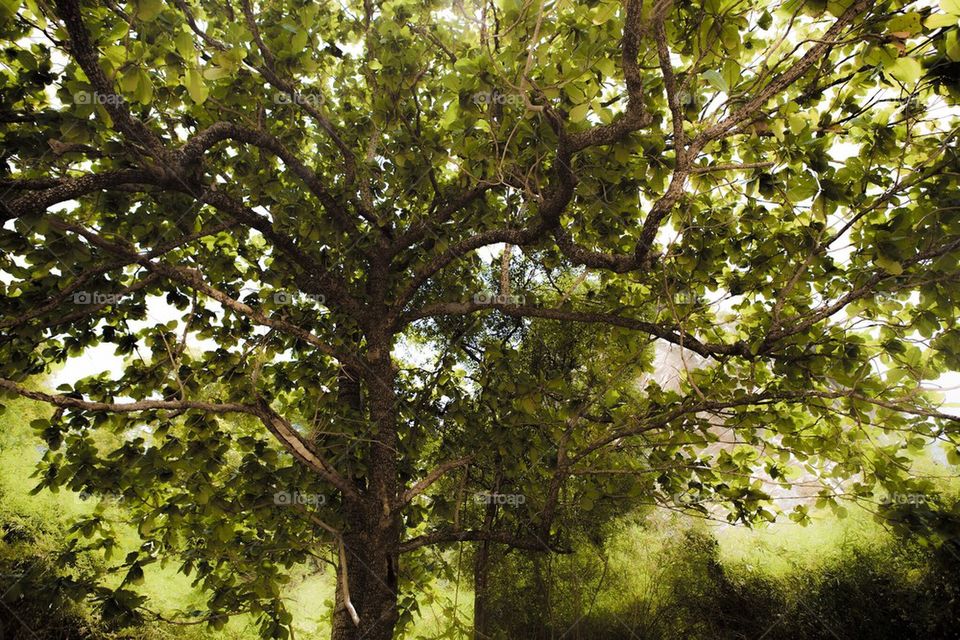 Beach tree