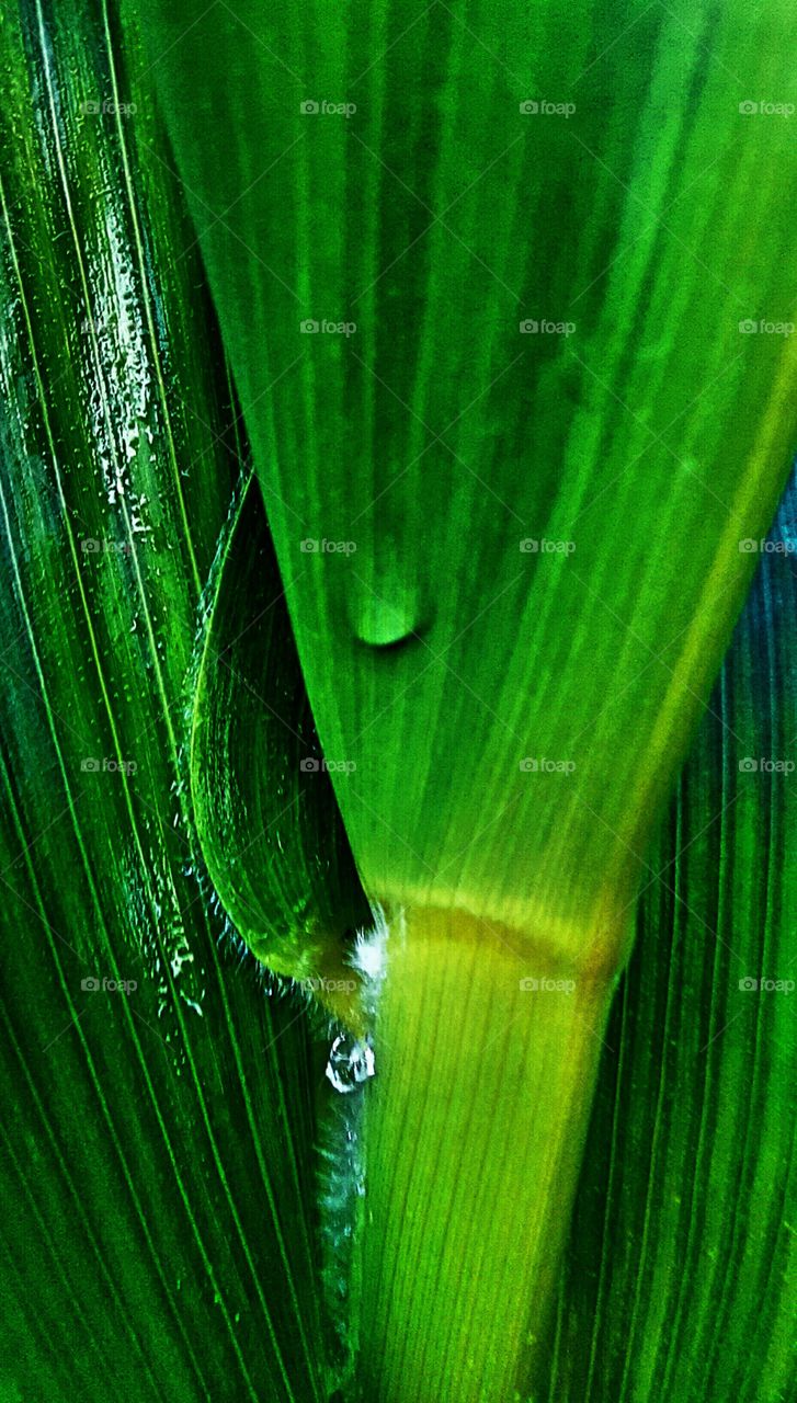 fresh rain on the corn stalk