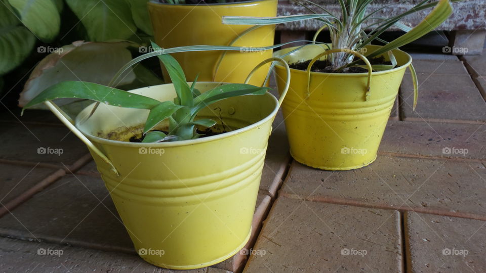 yellow pot plants