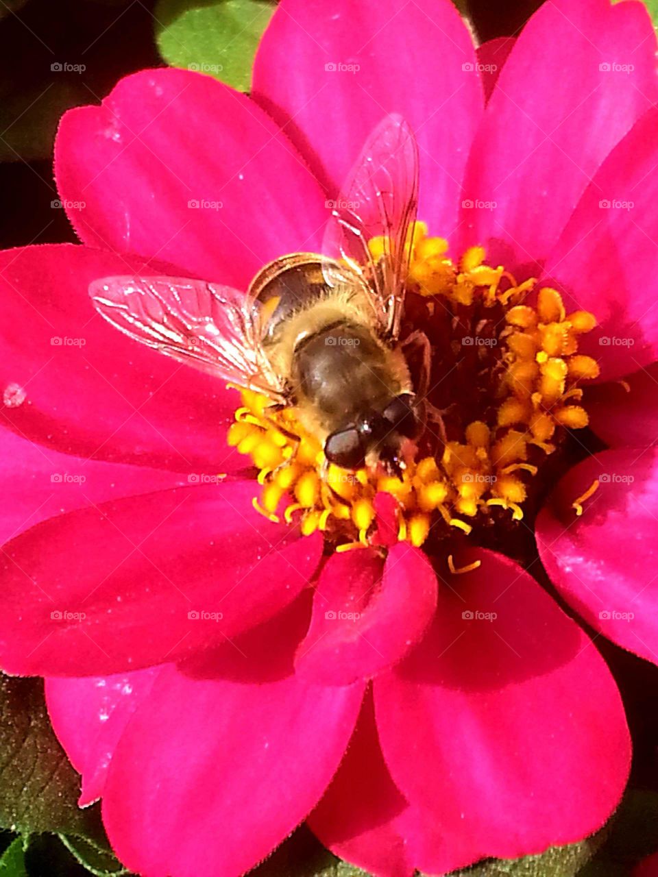 Extreme close-up of bee pollinating on red flower