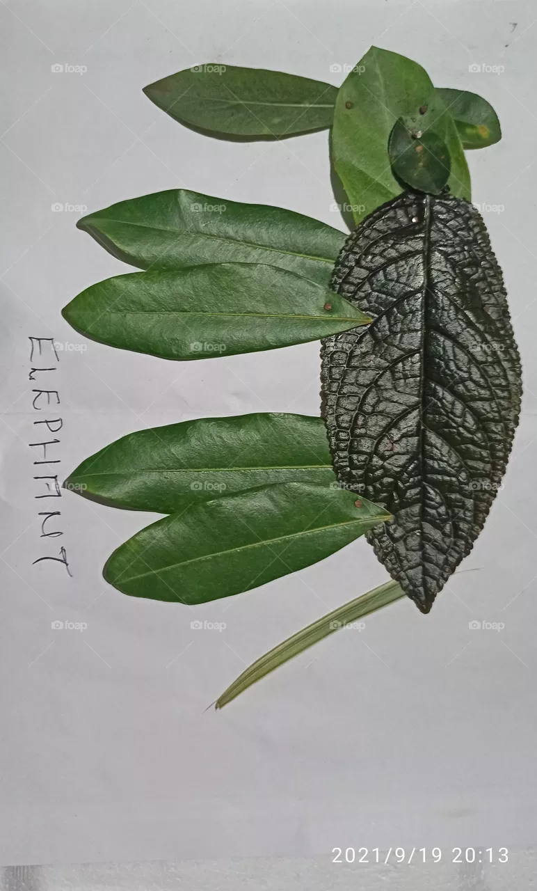 leaf art
