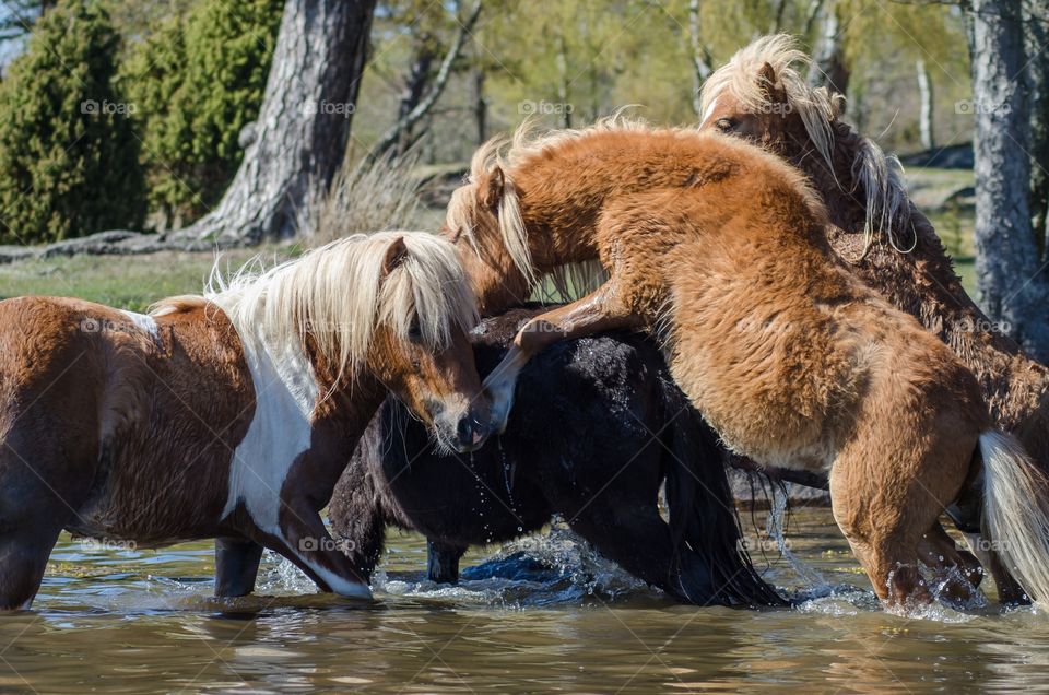 Shetland ponies playing together