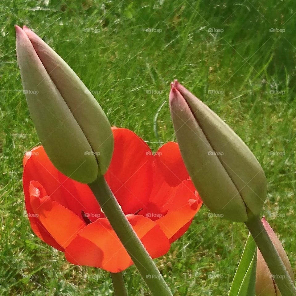 Tulips 