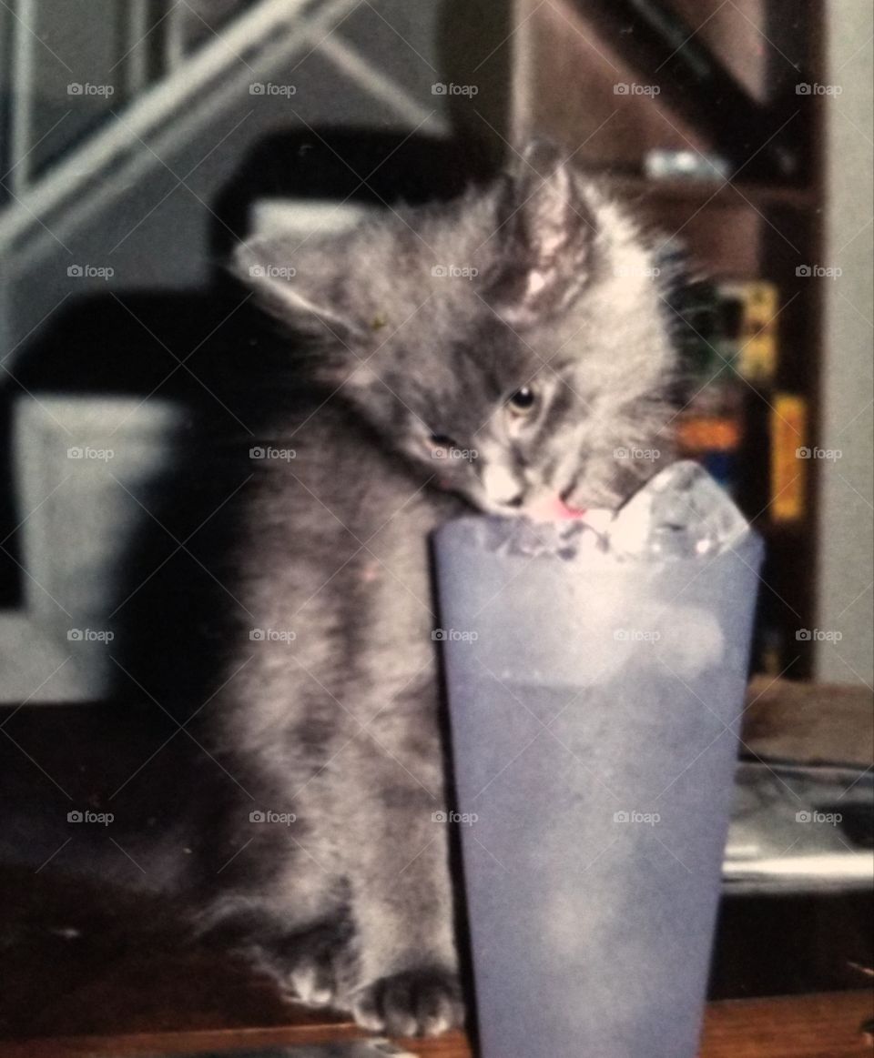 Tiny China kit, not much taller than her glass of water