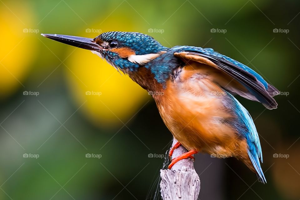 Kingfisher perching on tree branch