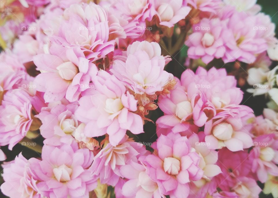 Beautiful flowers in pastel colors on soft bokeh texture for background