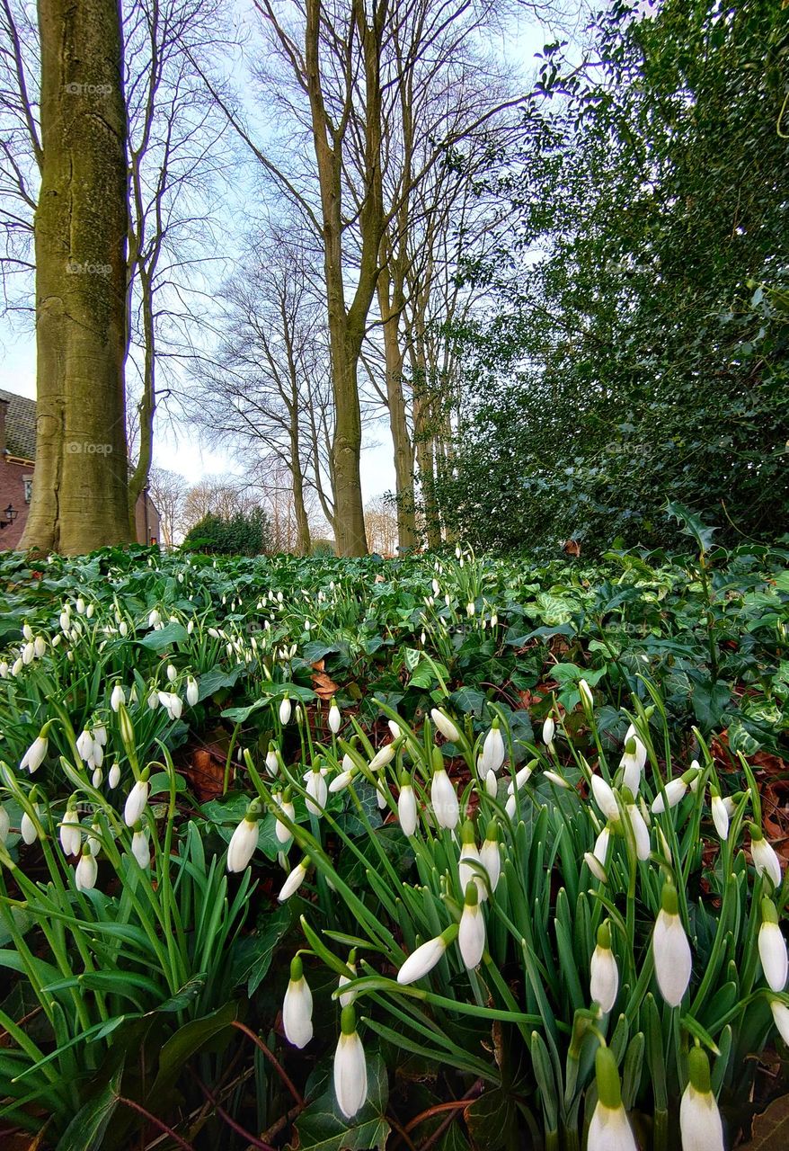 Snowdrops