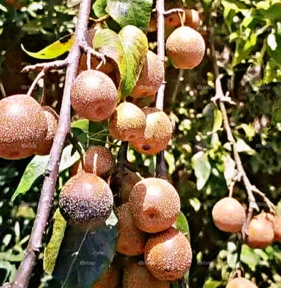 most beautiful and attractive fruits in the mountains.