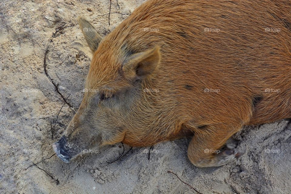 Pig on the beach