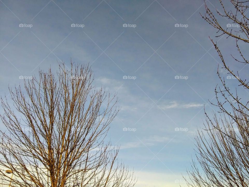 trees and light clouds