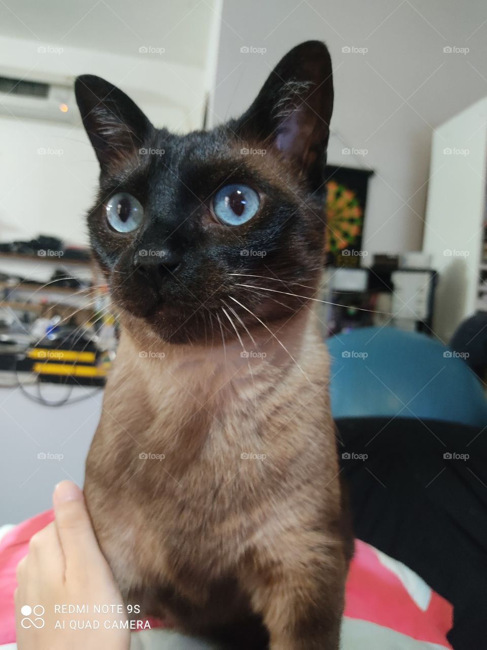 Xiaomi Redmi - Cat Anúbis