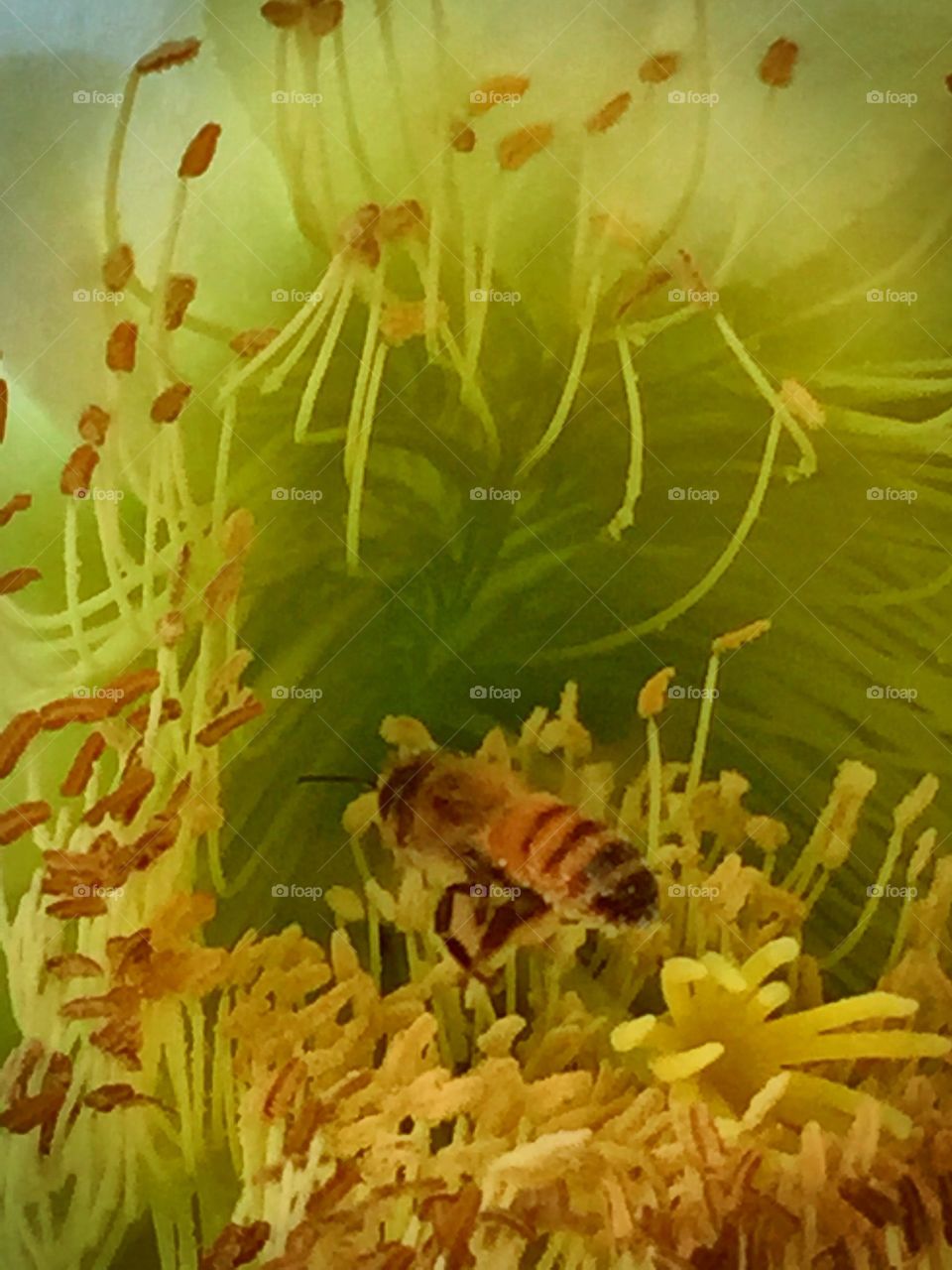 HONEY BEE COLLECTING NECTAR FROM A CACTUS FLOWER