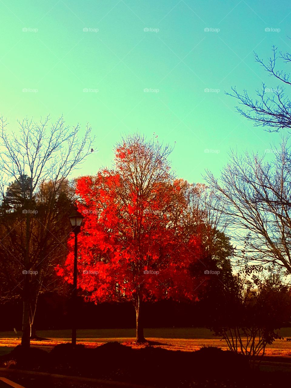 Blazing Autumn Tree