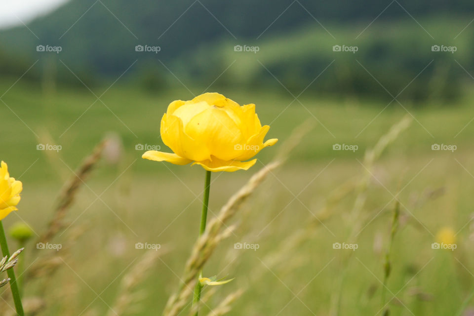 Close-up of yellow flower