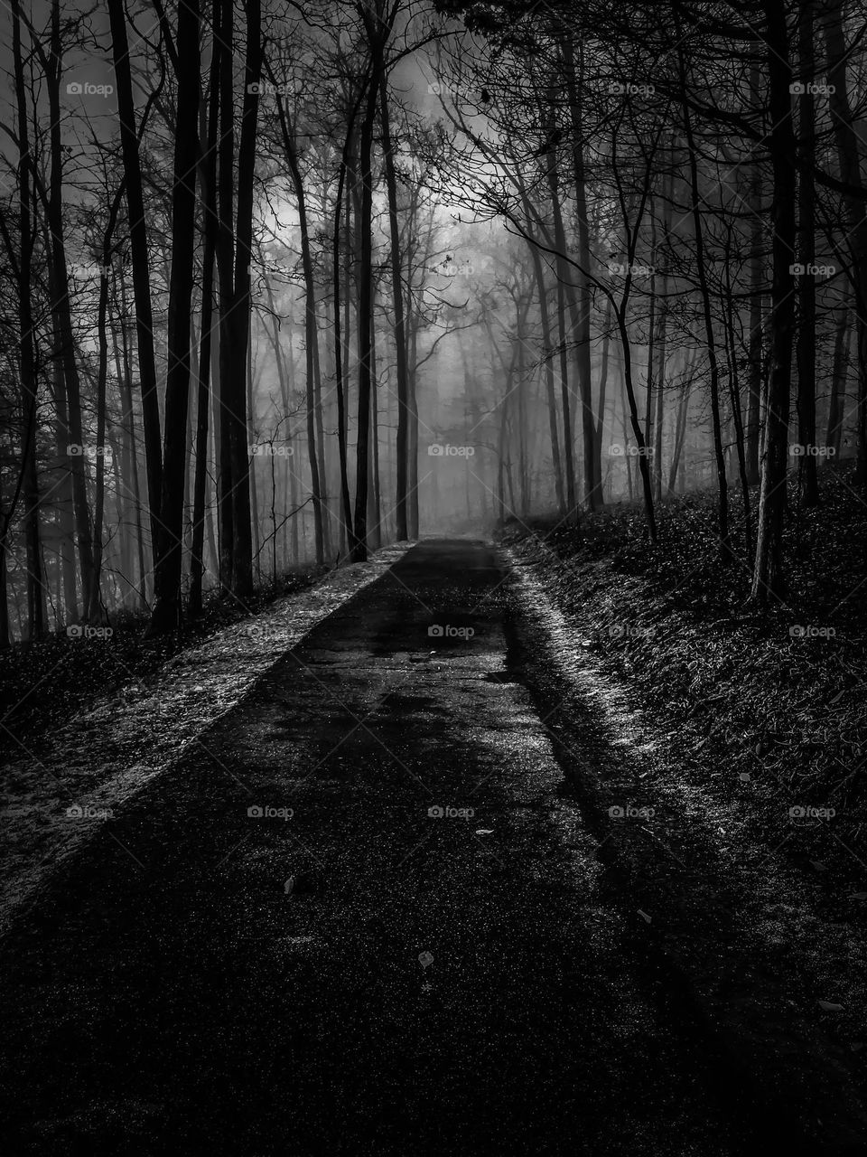 An eerie wooded path leading into a mysterious fog. 